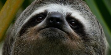 Sickness, cold killed about 30 sloths at a Florida import warehouse in recent years