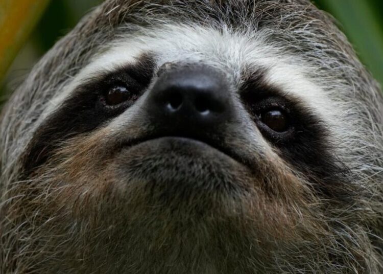 Sickness, cold killed about 30 sloths at a Florida import warehouse in recent years
