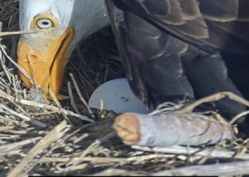 Pip pip hooray! One of Jackie and Shadow’s chicks is starting to break out of its shell