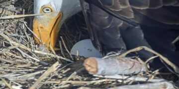 Pip pip hooray! One of Jackie and Shadow’s chicks is starting to break out of its shell