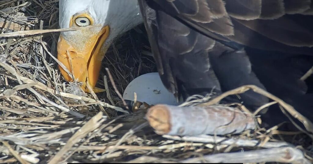 Pip pip hooray! One of Jackie and Shadow’s chicks is starting to break out of its shell