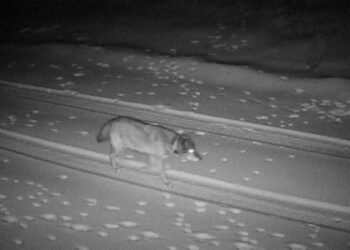 L.A.’s history-making wolf lands in Eastern Sierra. Miles pile up as she seeks forever home