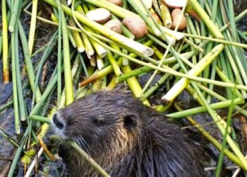 Invasive rodent plaguing California may have been deliberately released. Here’s the theory