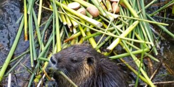 Invasive rodent plaguing California may have been deliberately released. Here’s the theory