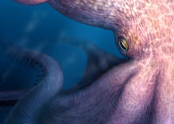 A massive kraken-like octopus may have prowled the seas during the age of dinosaurs