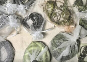 The longer a species stays in the wildlife trade, the more dangerous it becomes. A new study explains why