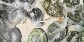 The longer a species stays in the wildlife trade, the more dangerous it becomes. A new study explains why