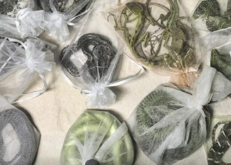 The longer a species stays in the wildlife trade, the more dangerous it becomes. A new study explains why