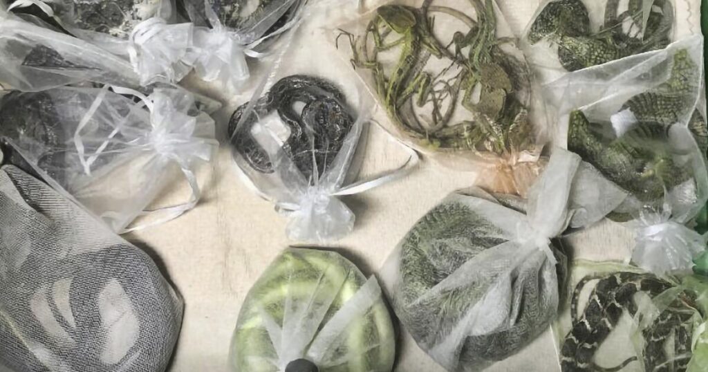 The longer a species stays in the wildlife trade, the more dangerous it becomes. A new study explains why