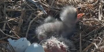 The eaglets have landed for Big Bear couple Jackie and Shadow