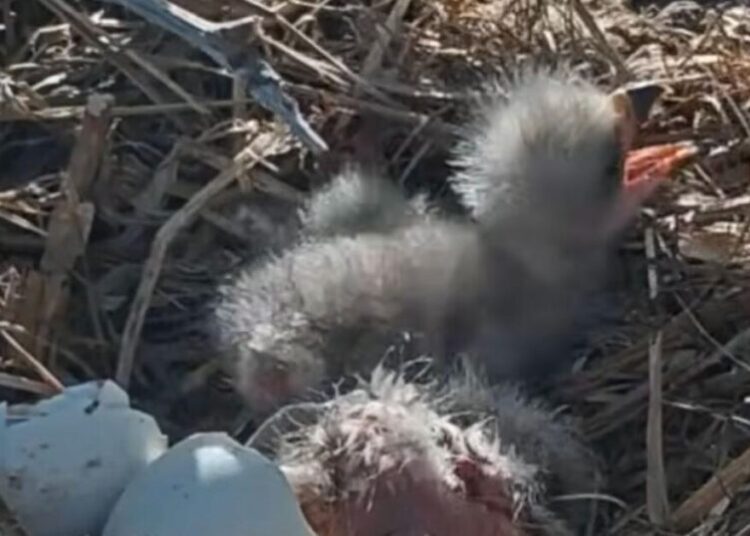 The eaglets have landed for Big Bear couple Jackie and Shadow
