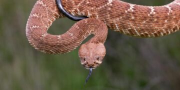 Woman bitten three times by snake is third Californian to die from snake bite this year