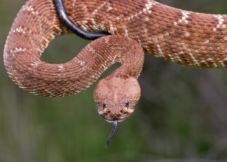 Woman bitten three times by snake is third Californian to die from snake bite this year