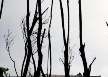 A truce appears in the ‘Hands Off Our Yards’ wildfire landscaping wars