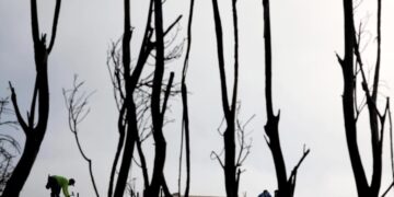 A truce appears in the ‘Hands Off Our Yards’ wildfire landscaping wars