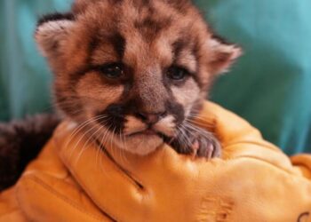 Baby mountain lion orphaned and left to starve in Southern California is rescued