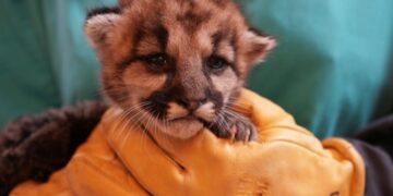 Baby mountain lion orphaned and left to starve in Southern California is rescued