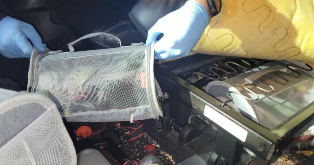 Sedated, injured, even dead: Exotic bird smuggling cases underscore a problem at the border