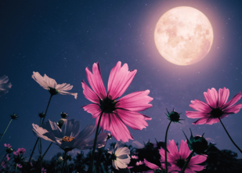 What Each Zodiac Sign Can Expect from the Full Moon in Scorpio