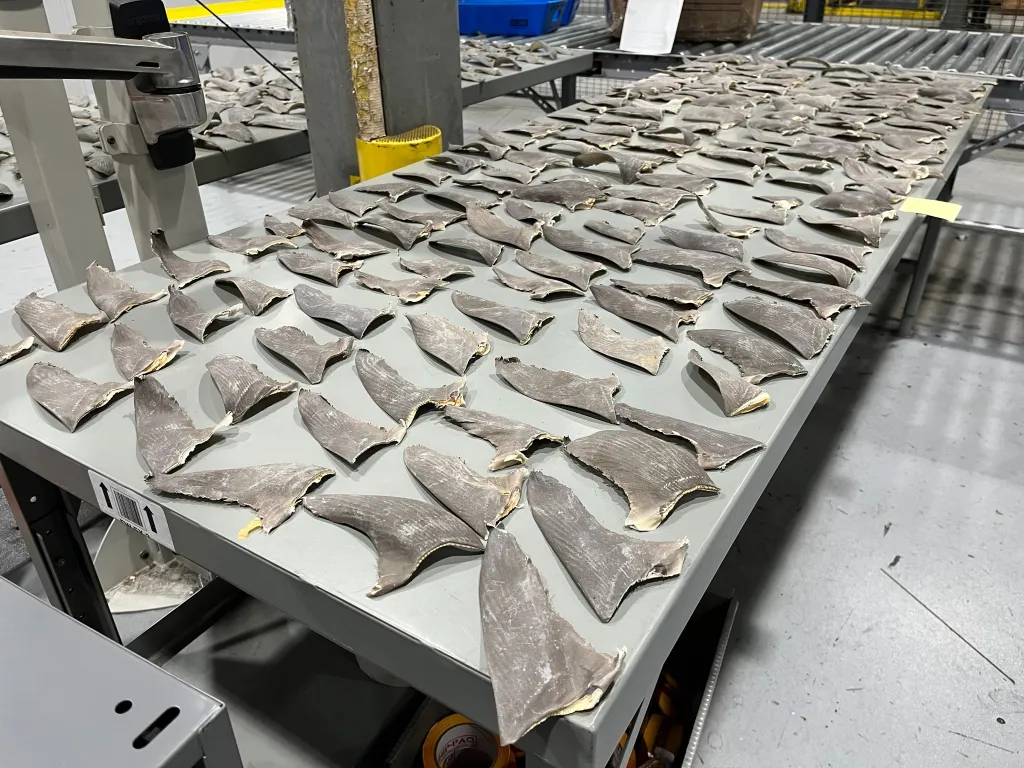 Seized illegal shark fins laid out on a table.