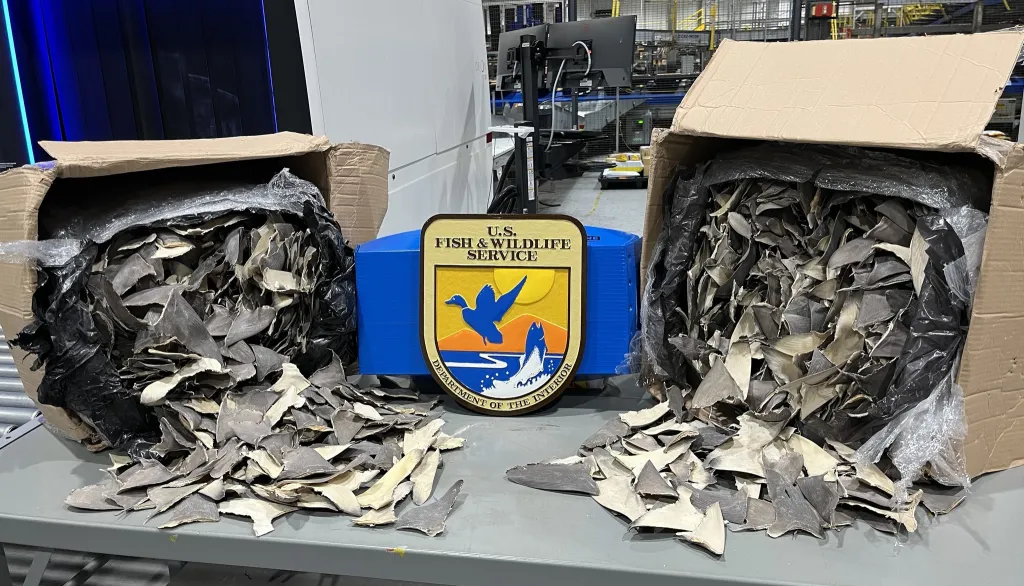 Two boxes overflowing with dried shark fins, with a U.S. Fish & Wildlife Service seal in between them.