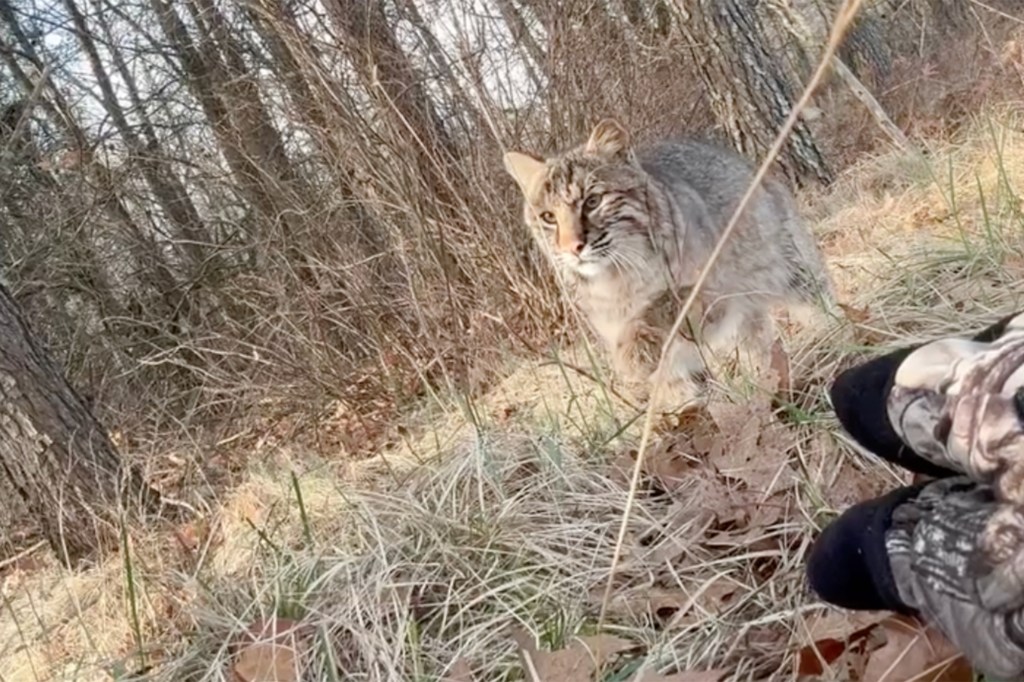 Bender said he had spotted the bobcat — estimated to weigh around 25 pounds — shortly before recording the video, but wasn't sure what to do, and was in the middle of lining up a shot on a turkey when it appeared.