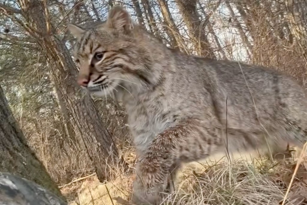 Bender said he was able to quickly shake the cat off him before it ran off.