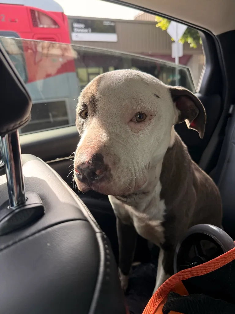 A rescue dog from Skid Row, with white and brown fur, sits in the backseat of a car.
