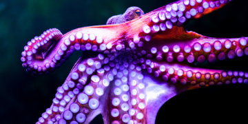Octopus Mating Is Way Stranger Than You Think