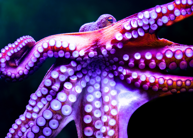 Octopus Mating Is Way Stranger Than You Think