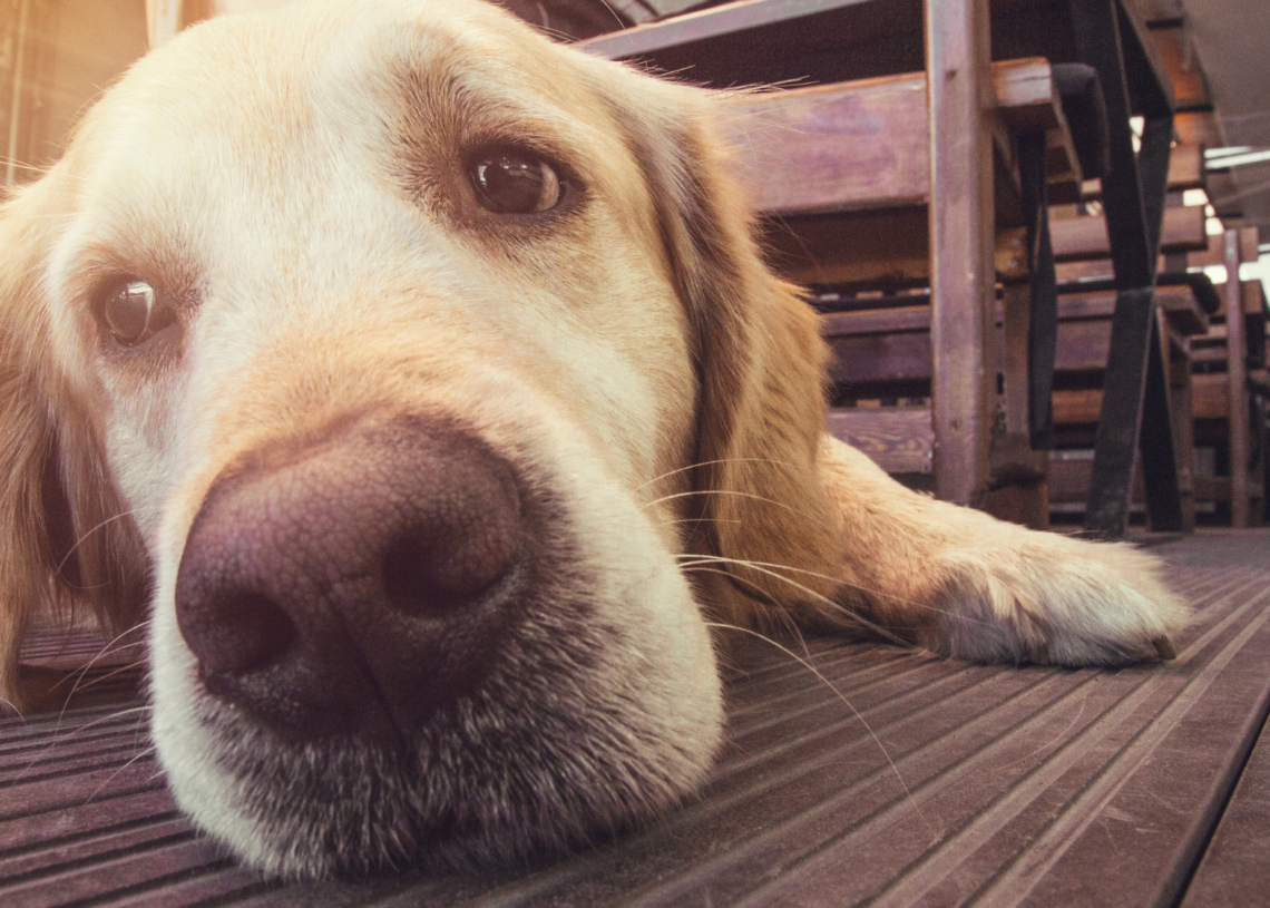 You’re Probably Missing Signs Your Dog Is in Pain. Here’s What to Look for.