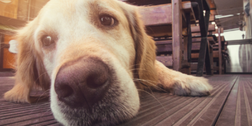 You’re Probably Missing Signs Your Dog Is in Pain. Here’s What to Look for.