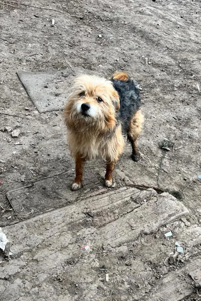 A little white, brown and black dog 