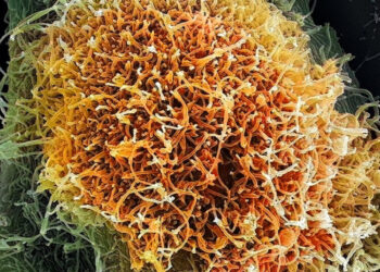 The Viruses Causing New Outbreaks Are Much Less Familiar to Science