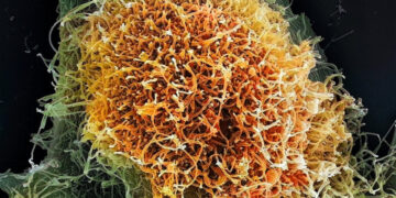 The Viruses Causing New Outbreaks Are Much Less Familiar to Science