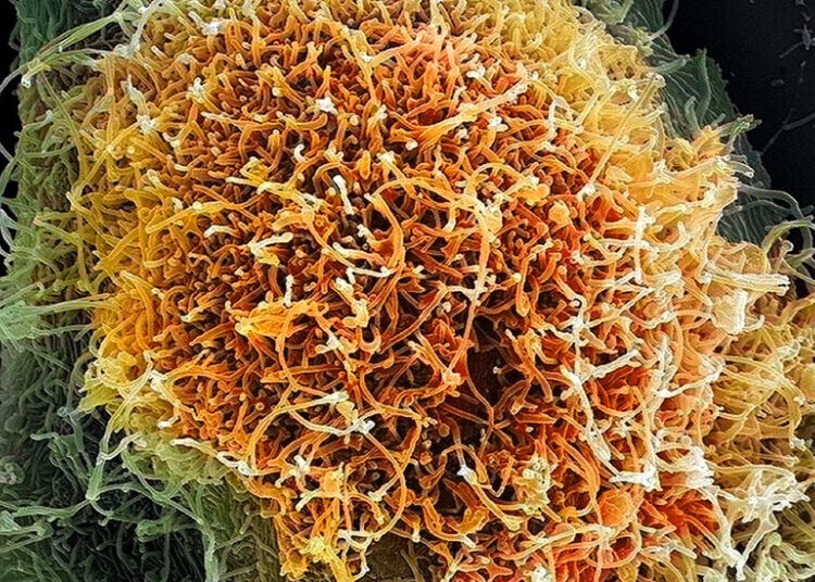 The Viruses Causing New Outbreaks Are Much Less Familiar to Science