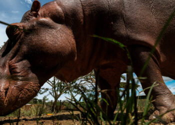 The Fight to Euthanize Pablo Escobar’s Hippos in Colombia