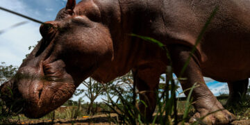 The Fight to Euthanize Pablo Escobar’s Hippos in Colombia