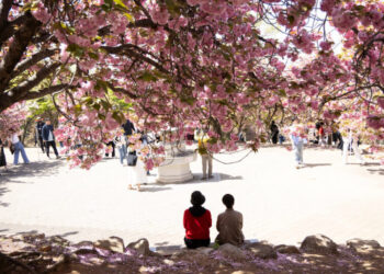 South Korea’s Cherry Blossoms Attract a Connoisseur: The Japanese