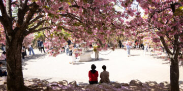 South Korea’s Cherry Blossoms Attract a Connoisseur: The Japanese
