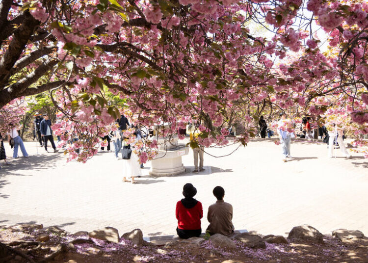 South Korea’s Cherry Blossoms Attract a Connoisseur: The Japanese