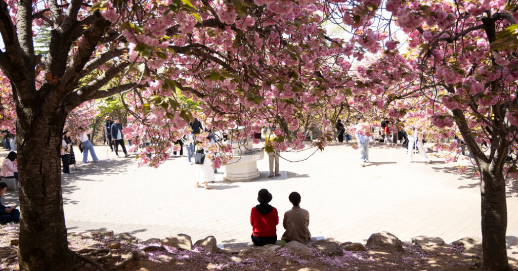 South Korea’s Cherry Blossoms Attract a Connoisseur: The Japanese