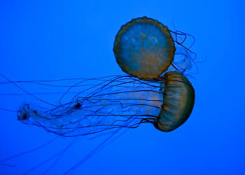 Think Urinating on a Jellyfish Sting Is Helpful? Think Again.