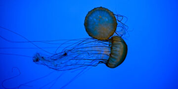 Think Urinating on a Jellyfish Sting Is Helpful? Think Again.
