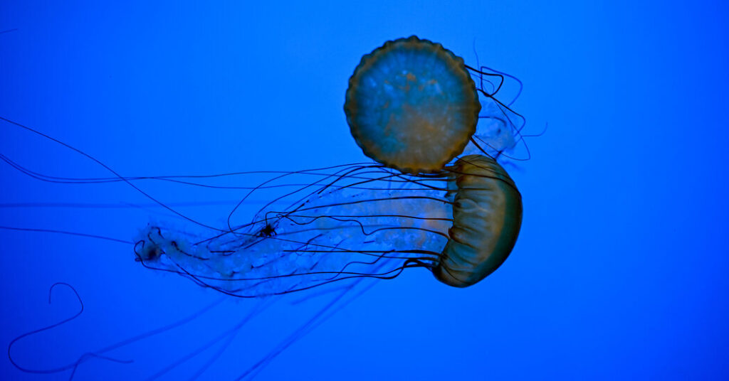 Think Urinating on a Jellyfish Sting Is Helpful? Think Again.