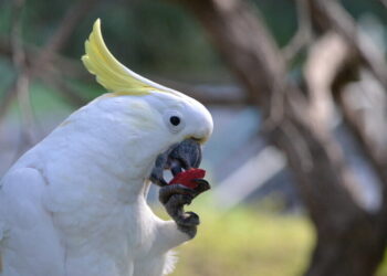 What’s Safe to Eat? Birds of a Feather Learn Together