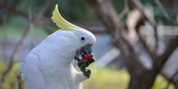 What’s Safe to Eat? Birds of a Feather Learn Together