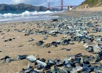 Blue and Tentacled, a Sea Creature Invades California Beaches