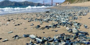 Blue and Tentacled, a Sea Creature Invades California Beaches
