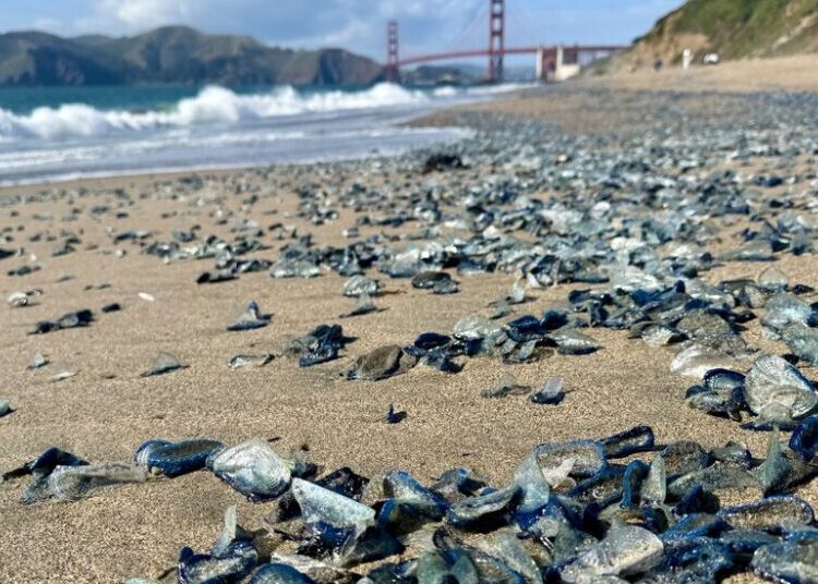 Blue and Tentacled, a Sea Creature Invades California Beaches